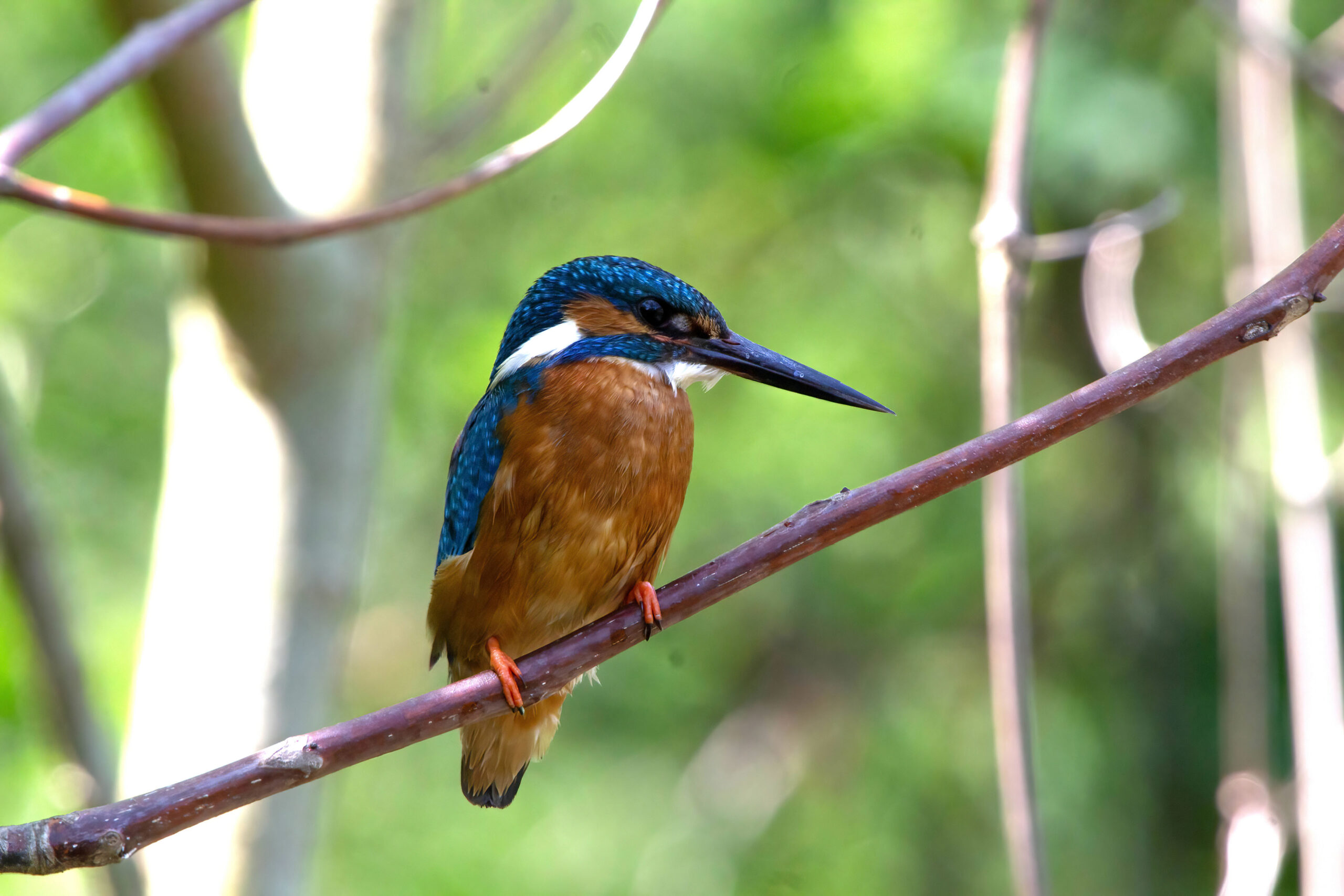 Eisvogel adjusted